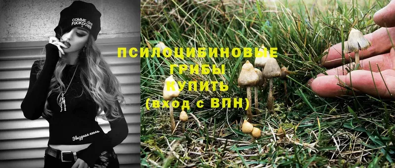 omg зеркало  Отрадное  Псилоцибиновые грибы Psilocybe 